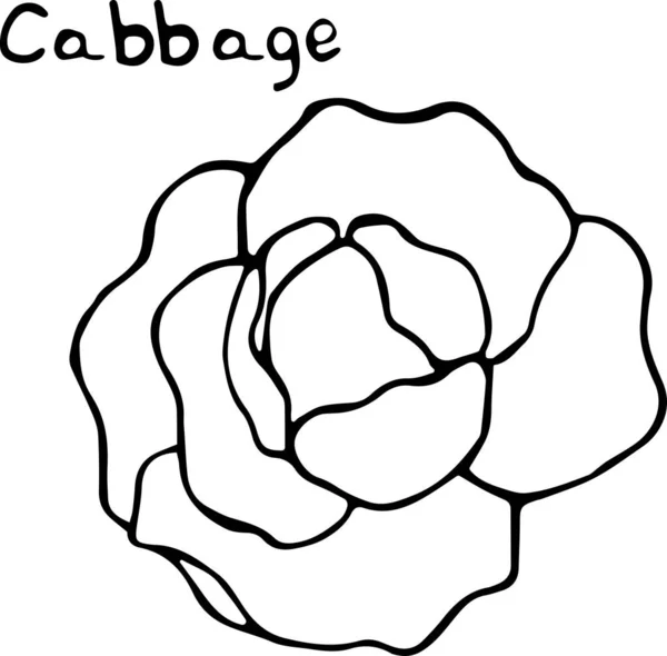 Ilustración vectorial de una col al estilo Doodle, contorno negro dibujado a mano sobre un fondo blanco con el texto "Repollo". Se puede utilizar para papel, textiles, telas, libros, papel Fondo de pantalla — Vector de stock