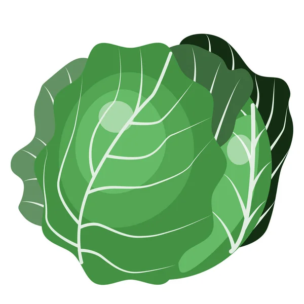 Векторна ілюстрація капустяної ікони плоский дизайн. Ілюстрація капусти, ікони, ізольовані предмети на білому тлі. Вегетаріанство, здорова їжа, органічні овочі. Для книг, журналів — стоковий вектор