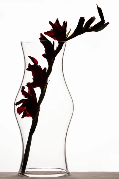 Silhouette Une Tige Fleur Rouge Intérieur Bâton Bougie Verre Avec — Photo