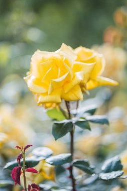 Taze yeşil yaprak arka planda renkli güller ve sığ alan derinliğinde bokeh bulanıklığı. Yumuşak odak.