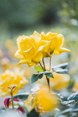 Taze yeşil yaprak arka planda renkli güller ve sığ alan derinliğinde bokeh bulanıklığı. Yumuşak odak.