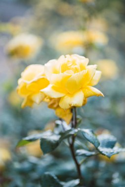 Taze yeşil yaprak arka planda renkli güller ve sığ alan derinliğinde bokeh bulanıklığı. Yumuşak odak.