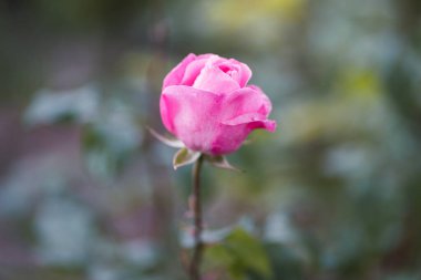 Taze yeşil yaprak arka planda renkli güller ve sığ alan derinliğinde bokeh bulanıklığı. Yumuşak odak.