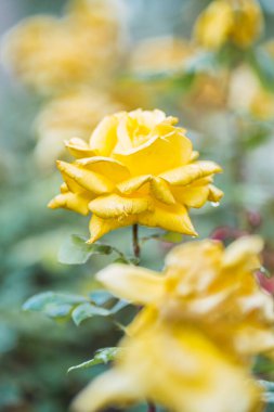 Taze yeşil yaprak arka planda renkli güller ve sığ alan derinliğinde bokeh bulanıklığı. Yumuşak odak.