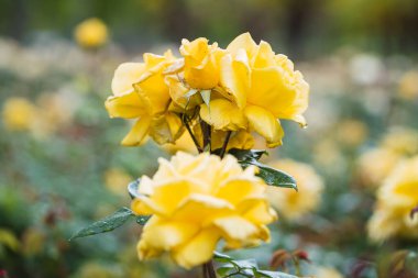 Taze yeşil yaprak arka planda renkli güller ve sığ alan derinliğinde bokeh bulanıklığı. Yumuşak odak.