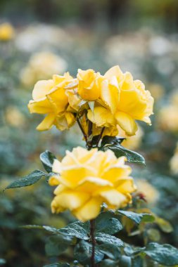 Taze yeşil yaprak arka planda renkli güller ve sığ alan derinliğinde bokeh bulanıklığı. Yumuşak odak.