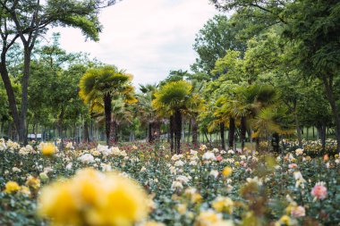 Taze yeşil yaprak arka planda renkli güller ve sığ alan derinliğinde bokeh bulanıklığı. Yumuşak odak.