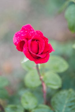 Taze yeşil yaprak arka planda renkli güller ve sığ alan derinliğinde bokeh bulanıklığı. Yumuşak odak.