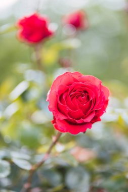 Taze yeşil yaprak arka planda renkli güller ve sığ alan derinliğinde bokeh bulanıklığı. Yumuşak odak.