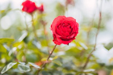 Taze yeşil yaprak arka planda renkli güller ve sığ alan derinliğinde bokeh bulanıklığı. Yumuşak odak.