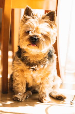 Şirin Yorkshire köpeği dışarı çıkmak için bekliyor.