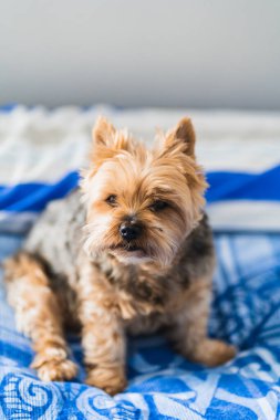 Şirin Yorkshire köpeği dışarı çıkmak için bekliyor.