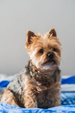 Şirin Yorkshire köpeği dışarı çıkmak için bekliyor.