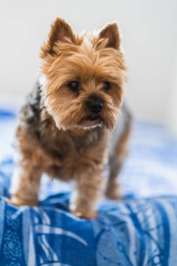 Şirin Yorkshire köpeği dışarı çıkmak için bekliyor.