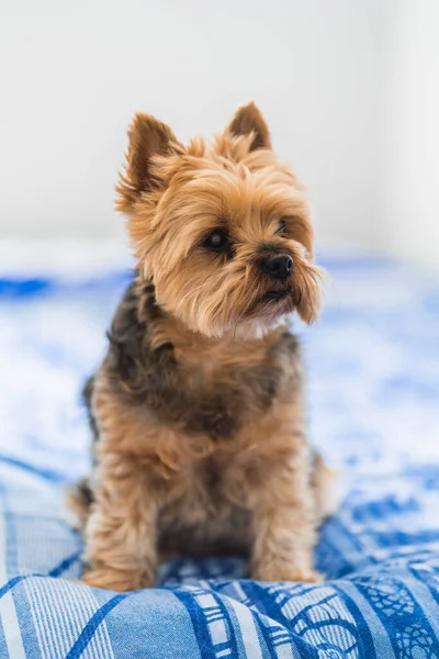 Şirin Yorkshire köpeği dışarı çıkmak için bekliyor.