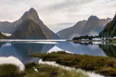 Milford Sound sahilinde yuva yapan küçük beyaz balıkçıl kuşu Mitre tepesinin muhteşem yansıması ve diğer yüksek tepeler