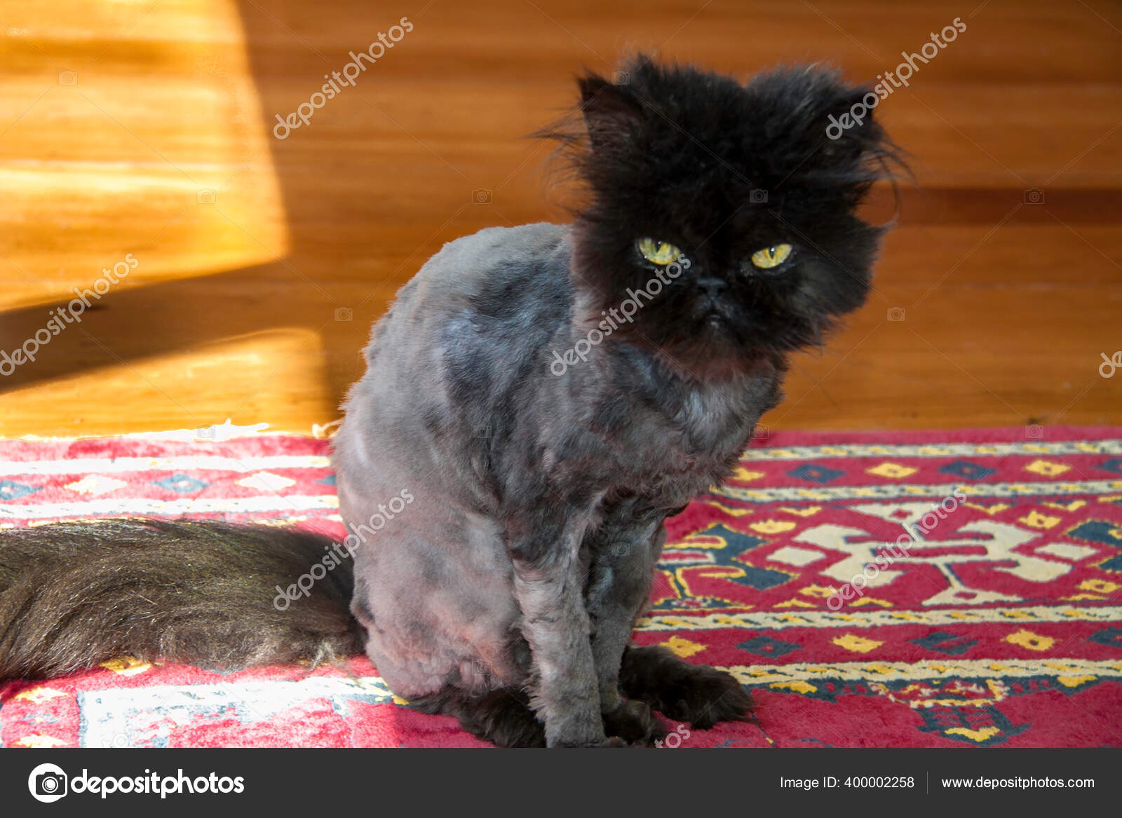 Rase Jeune Chat Persan Race Pure Apres Avoir Etre Rase Image Libre De Droit Par Stewart Watsonnz Gmail Com C
