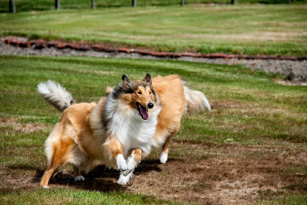 Duas Moças Ásperas Revestidas Collies Correndo Redor Gramado — Fotografia de Stock