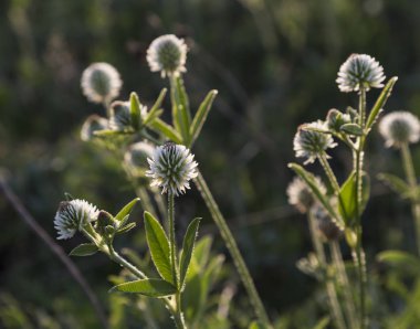 Yaz güneşli çayır. Bulanık doğal arka planda beyaz kır çiçekleri. Çiçek arka planı