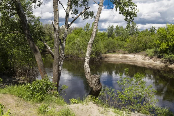 Beautiful summer landscape on the river bank. Quiet river flows among the wooded riverbank against the background of a cloudy blue sky. River Oril ( Orel ) is the cleanest river in Ukraine. Natural landscape of Ukraine.