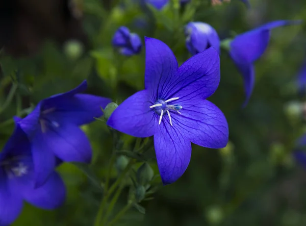 Platycodon grandiflorus - çok yıllık bitki - mavi çiçekler yakın çekim doğal yeşil arka plan bulanık. Bahçede çiçek. Yaz çiçek