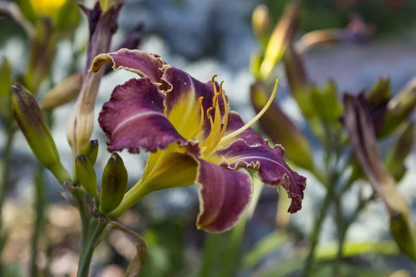 Daylily Hemerocallis David Kirchhoff Purple Flower Yellow Fringed Border Close — Stock Photo, Image