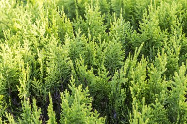 Parlak yeşil mazı orientalis dalları yakın çekim