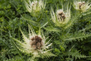 Kuru çiçek yeşil dikenli yaprakları çerçevede bir enginar. Sonbahar çiçekler. Çiçek arka plan, çiçek doku.
