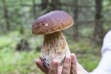 El mantar orman yeşil arka plan üzerinde tutar. Boletus Mantarı portre. Orman Sonbahar