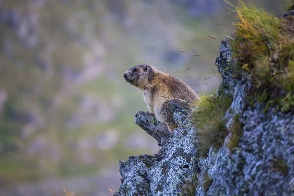 Альпийский Сурок Marmota Marmota Среди Камней Размытом Фоне Австрийские Альпы — стоковое фото