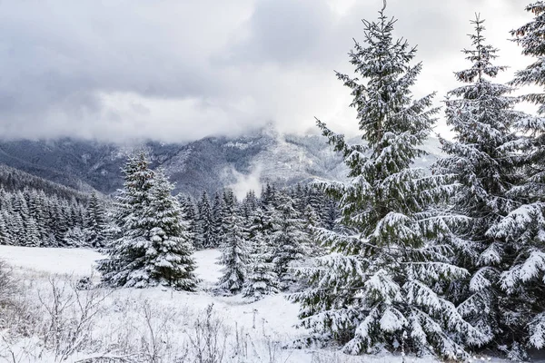 Winterlandschap Besneeuwde Sparren Tegen Achtergrond Van Mistige Bergen Besneeuwde Mistige — Stockfoto