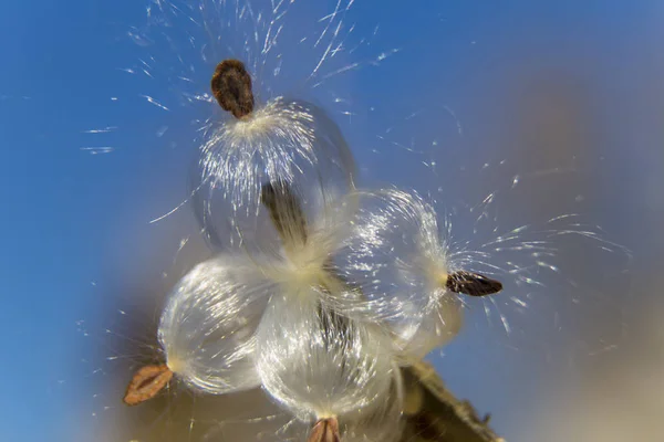 fluffy seeds , flying seed on blue sky background, macro, abstract background