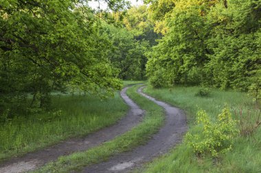 Bahar yeşil orman toprak yol virajlı. Bahar manzara. Ukrayna