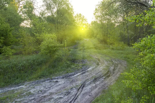 Winding dirt road in the spring green forest in sunlight. Spring landscape. Sunrise in forest. Ukraine