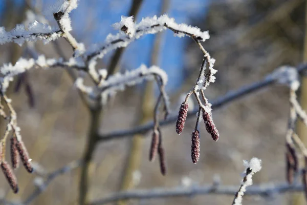 Kızılağaç Alnus Doğal Olarak Bulanık Bir Zemin Üzerinde Karda Kedi — Stok fotoğraf