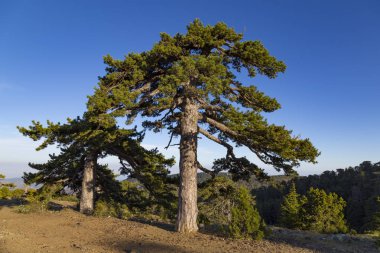 Troodos National Forest Park. Kıbrıs. Dağın tepesinde mavi gökyüzü arka plan üzerinde iğne yapraklı ağaçlar. Turizm, turizm, seyahat, caravannin