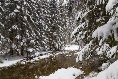 Kış manzara: muhteşem kış orman karda dağ nehir bankalar ile kaplı kar ve buz ile. Slovakya kışın. Siyah ve beyaz fotoğraf