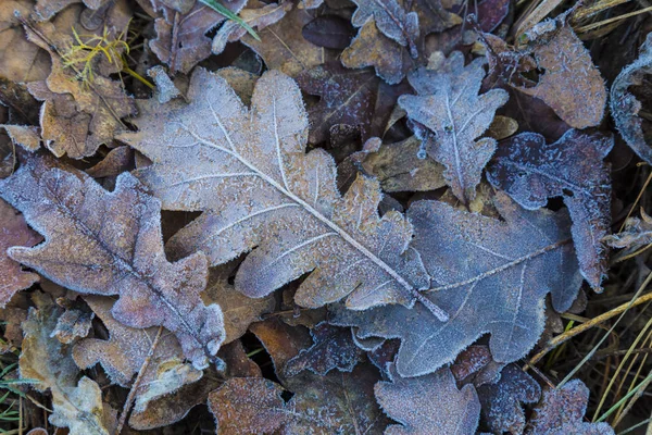 Frozen oak leafs on the ground . Oak leaves covered with hoarfrost . Frosty folliage. Abstract nature background