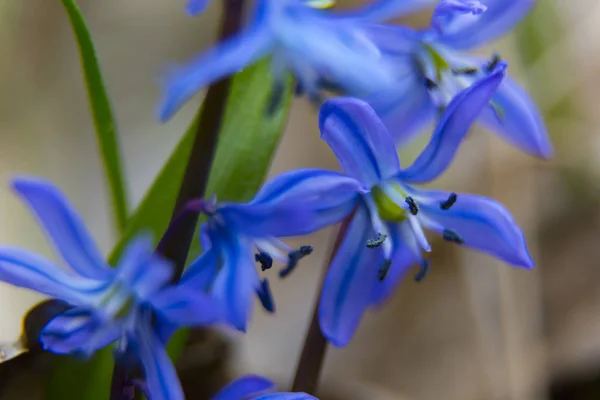 Синий Подснежник Лесу Крупным Планом Первые Весенние Дикие Цветы Естественном — стоковое фото