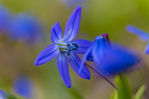 Modrá Sněženka Lese Makro Fotografii První Jarní Divoké Květiny Přírodní — Stock fotografie
