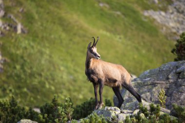 Chamois, Kamzik (Rupicapra rupicapra), keçi-antilop doğal ortamda Tatra Dağları'nda tür yakın çekim. Hayvan Tatras doğa, Slovakya, Avrupa