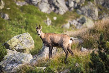 Chamois, Kamzik (Rupicapra rupicapra), keçi-antilop doğal ortamda Tatra Dağları'nda tür yakın çekim. Hayvan Tatras doğa, Slovakya, Avrupa