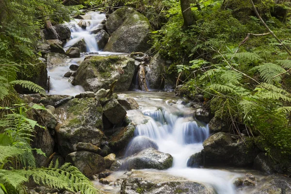 高速山川苔石と緑濃い森で岩の間を流れます 夏の山の風景 美しい自然 タトラ山脈 スロバキア — ストック写真