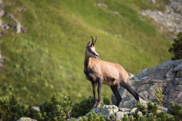 Chamois, Kamzik (Rupicapra rupicapra), species of goat-antelope in Tatra Mountains in the natural environment close up. Животные в Татрах, Словакия, Европа
