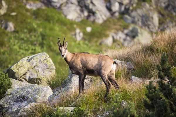 Chamois Kamzik Rupicapra Rupicapra Arter Get Antilop Tatrabergen Den Naturliga — Stockfoto