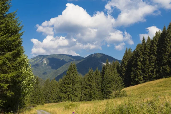 Beautiful Summer Mountain Landscape Fir Trees Background Mountain Peaks Blue — Stock Photo, Image