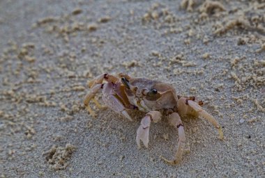 Doğal çevre kuma Yengeç