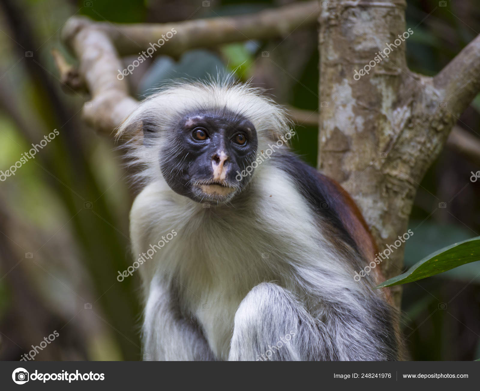 Monkey Red Colobus In Forest Zanzibar Stock Photo Image By C Anatolii57 Monkey Red Colobus In Forest Zanzibar Stock Photo Image By C Anatolii57