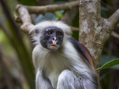 Maymun kırmızı Colobus ormandaki. Zanzibar