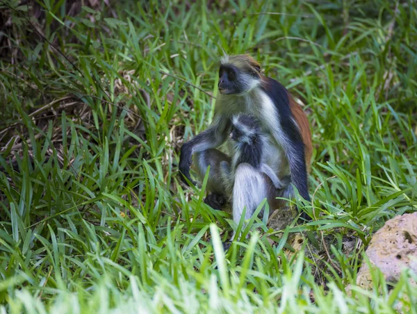 Красный колобус обезьян в лесу. Занзибар — стоковое фото